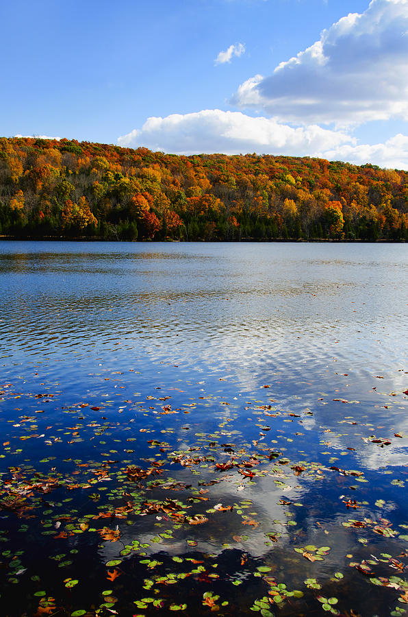 USA, New Jersey, Sparta, Kittatinny State Park, Fallen leaves floating on water #1 Photograph by Tetra Images