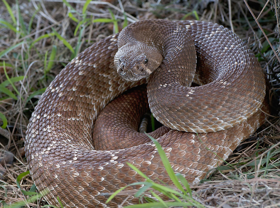 USA, Rattlesnake coiled in grass #1 Photograph by Scott Camazine