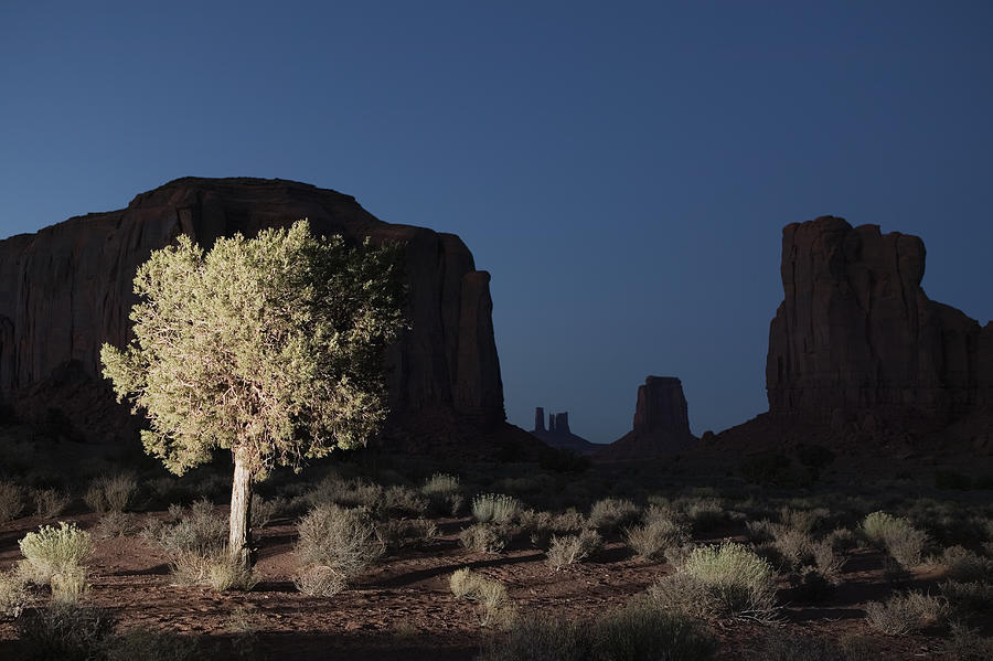USA, Utah, Monument Valley, illuminated tree #1 Photograph by Roine Magnusson