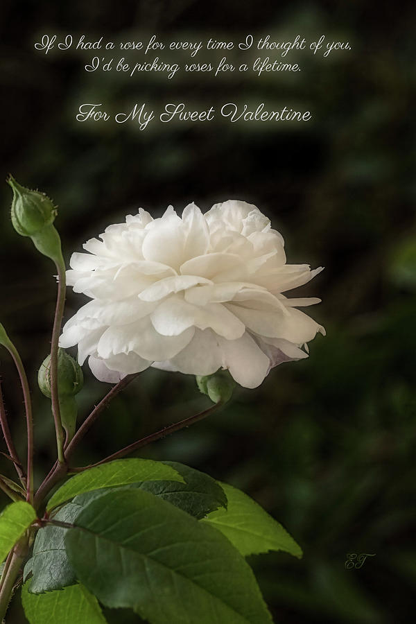 Valentine Rose Photograph by Elaine Teague