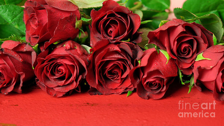 Valentines Day gift of red roses macro closup on red wood background. #1 Photograph by Milleflore Images