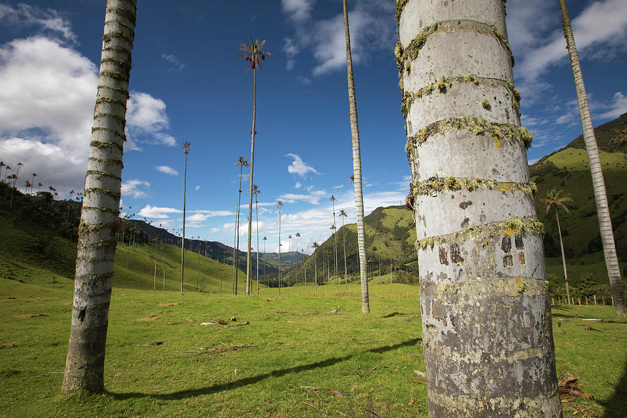 Valle Del Cocora Salento Quindio Colombia #1 Photograph by Tristan Quevilly