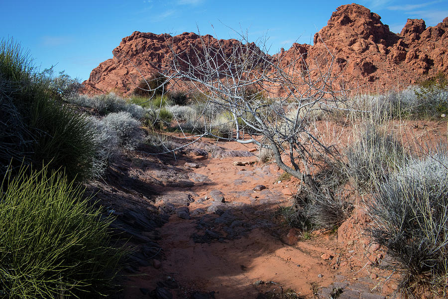 Valley of Fire - Dry Stream Photograph by Jonathan Babon