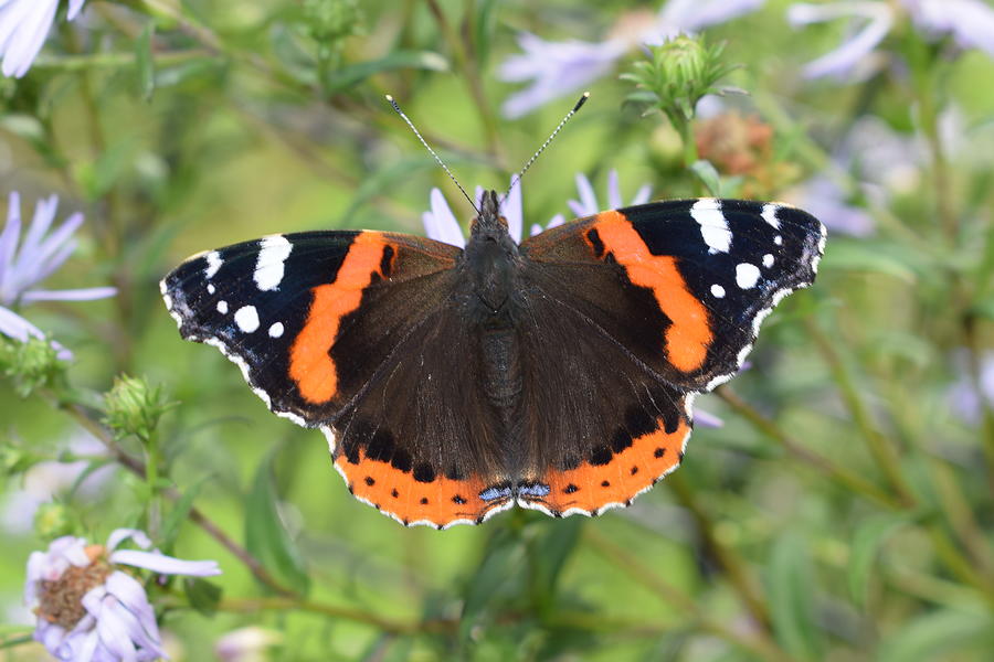 Vanessa Butterfly Photograph by Natalie Hood - Fine Art America