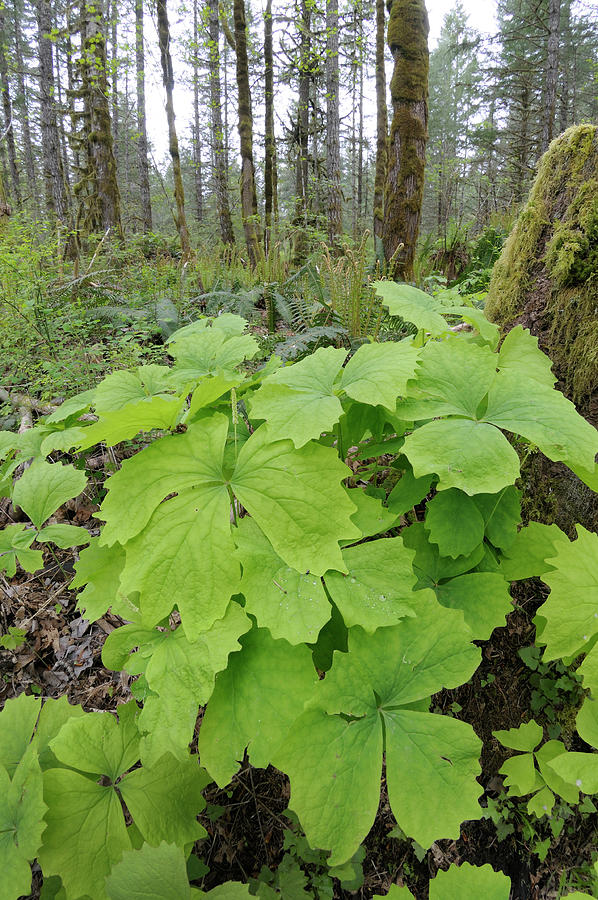 Vanilla Leaf Achlys Triphylla, Cowichan Valley, Vancouver Island, British Columbia Photograph
