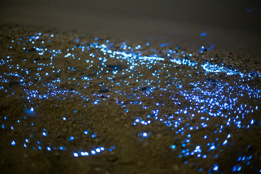 Vargula hilgendorfii or sea-fireflies on the beach #1 Photograph by Trevor Williams