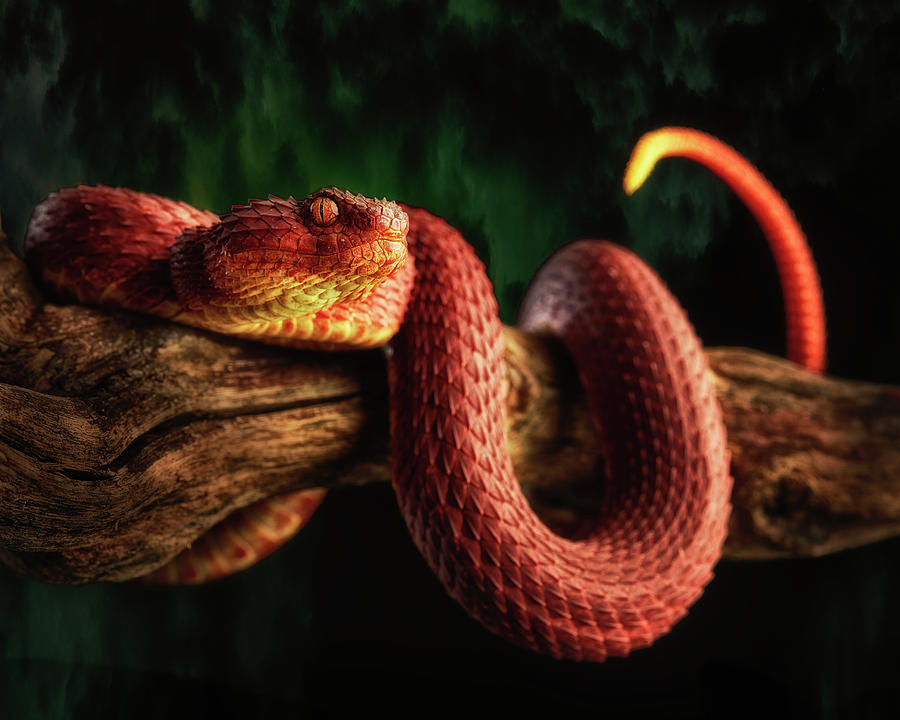 Image - Atheris squamigera (Variable Bush Viper)