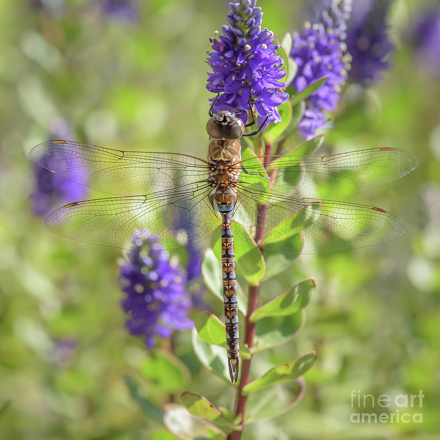 Variable Darner Dragonfly #2 Photograph by Nancy Gleason
