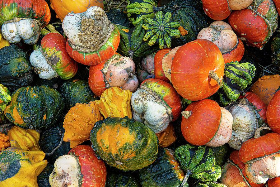 Variety of Pumpkins #1 Photograph by David Morehead