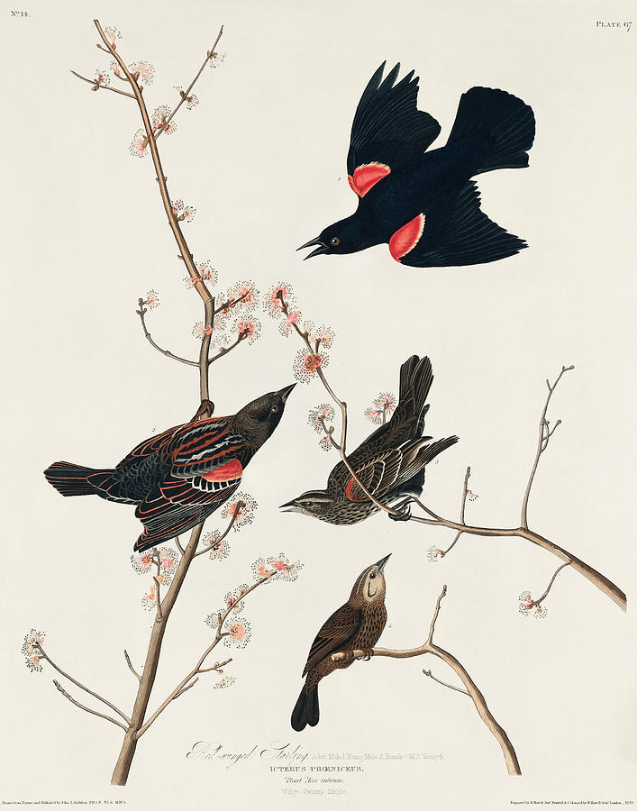 Various Birds. John James Audubon #1 Painting by World Art Collective