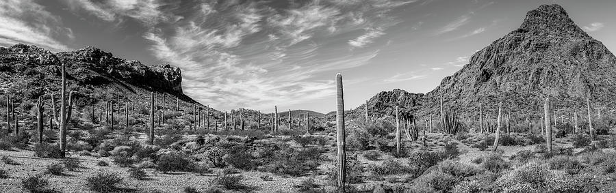 Various cactus plants in a desert, Organ Pipe Cactus National Monument, Arizona, USA #1 Photograph by Panoramic Images