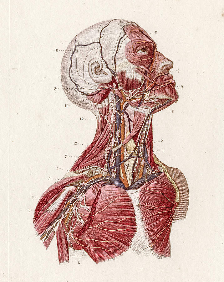 Vascular system anatomy engraving 1886 #1 Drawing by Thepalmer