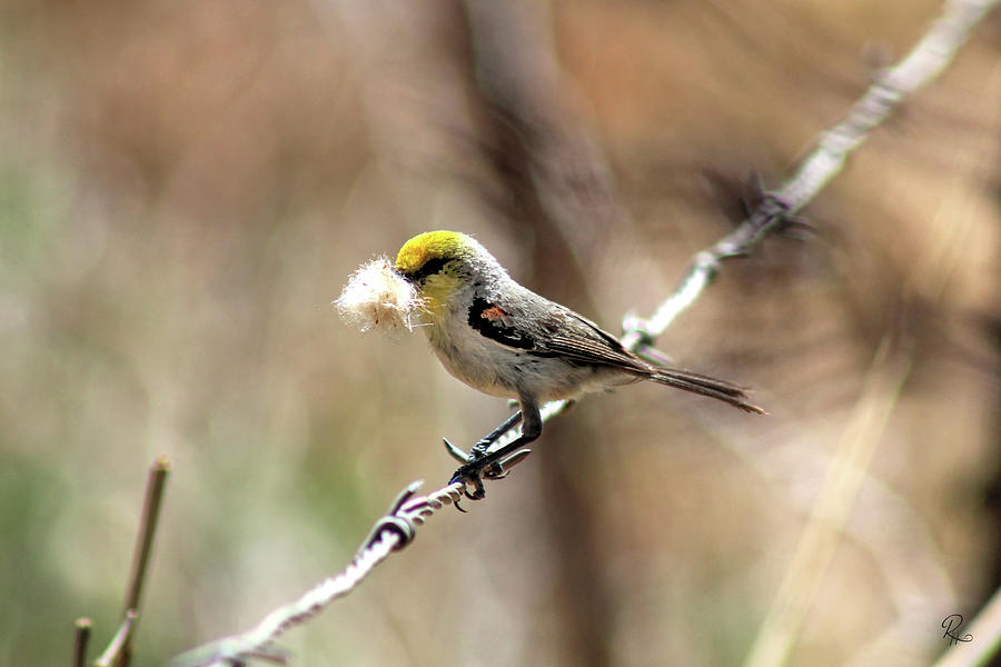 Bird Photograph - Verdin by Robert Harris