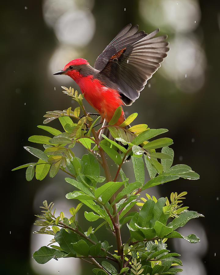 Vermilion Flycatcher Hacienda Guadalajara Palmira Colombia #1 Photograph by Adam Rainoff