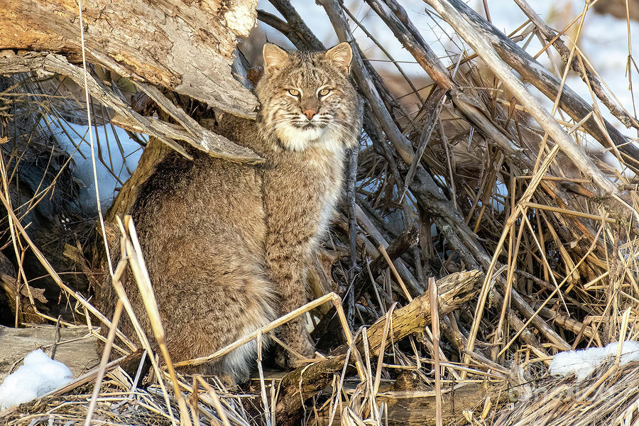 Vermont Bobcat Photograph By Best Back Roads Fine Art America