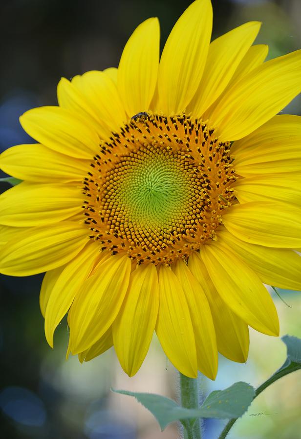 Vertical Sunflower Photograph by Roy Erickson - Pixels