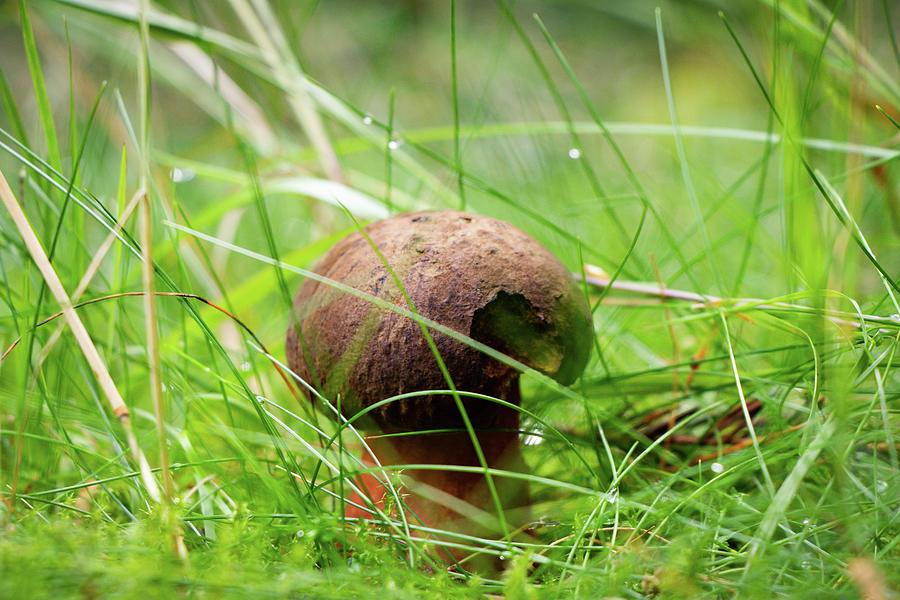 Very rare species of bolete mushroom - Boletus aereus. Hidden in the wet grass. Bronze hurts on a meadow in a dark spruce forest. Edible and juicy mushroom #1 Photograph by Vaclav Sonnek