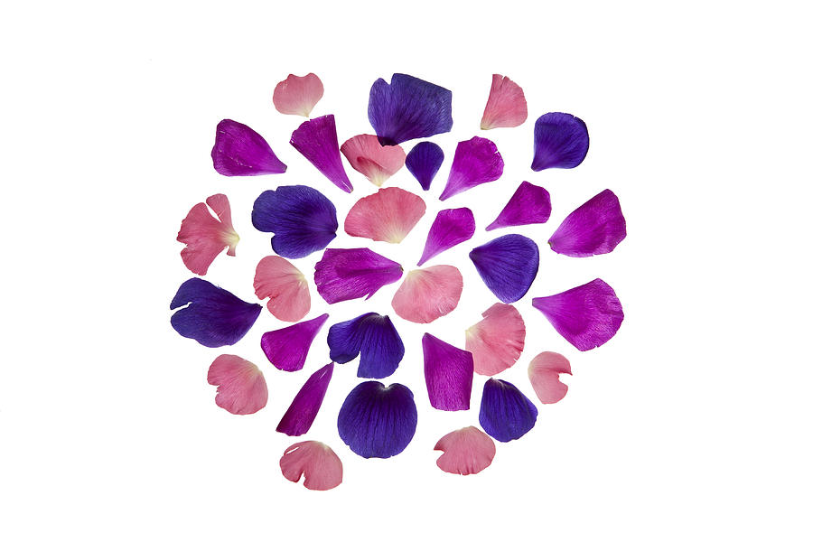 Vibrant hued flower petals arranged into a pattern #1 Photograph by Halfdark