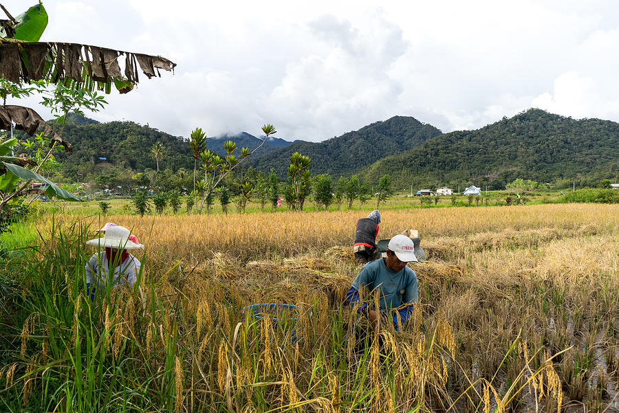 View of farmers at paddy field during harvest season in Bario, Sarawak - a well known place as one of the major organic rice supplier in Malaysia. #1 Photograph by Shaifulzamri
