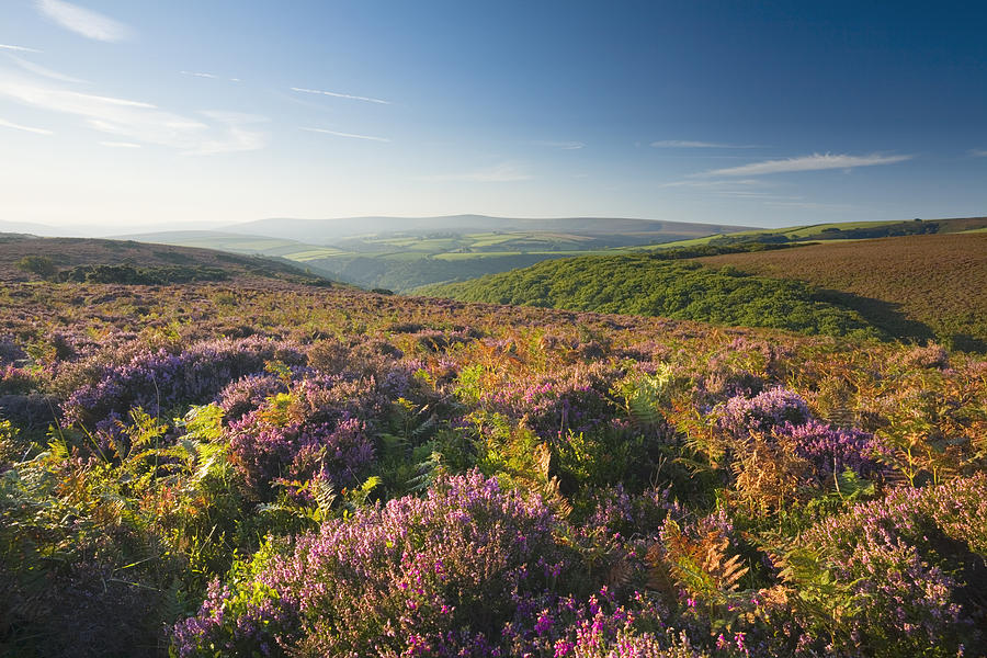 View towards Dunkery Beacon from Porlock Common. Exmoor National Park. Somerset. England. UK. #1 Photograph by James Osmond