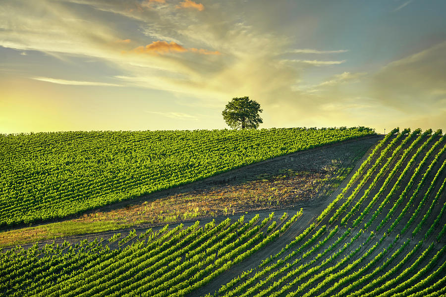 Chianti Vineyards and a Tree at Sunset Photograph by Stefano Orazzini