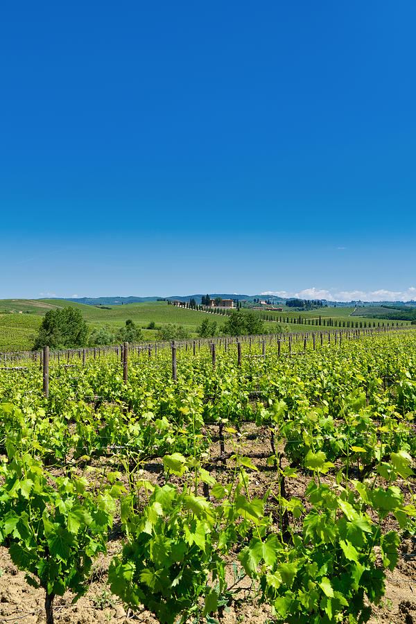 Vineyard, Tuscany, Italy #1 Photograph by Mauro Tandoi