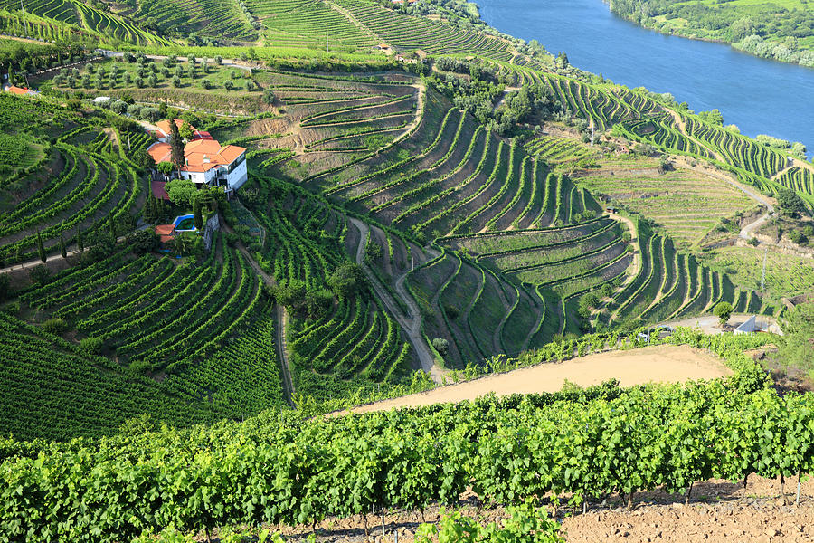 Vineyards in Douro Valley #1 Photograph by Vuk8691