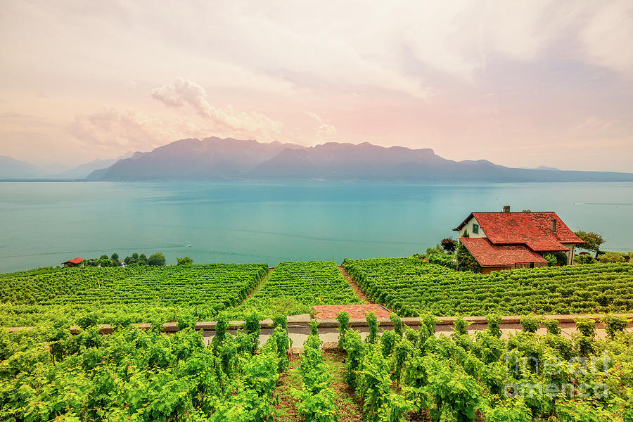 Vineyards of Lavaux #1 Photograph by Benny Marty