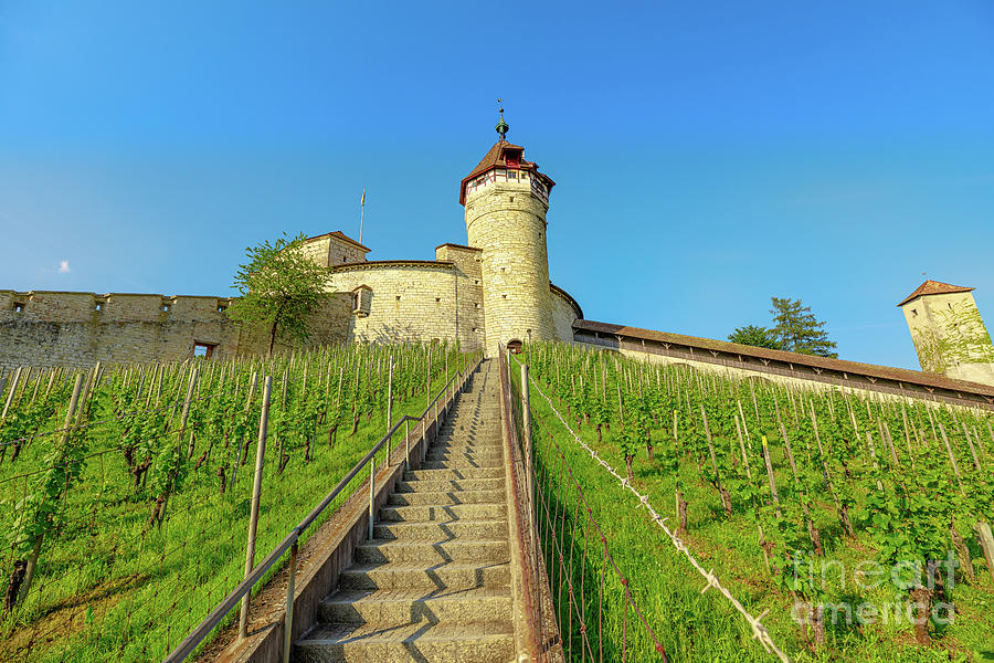 Vineyards of Schaffhausen Switzerland #1 Photograph by Benny Marty