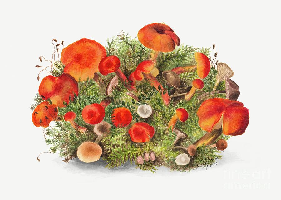 Mushroom Mixed Media - Vintage agaricus augustus mushroom #1 by Word Fandom