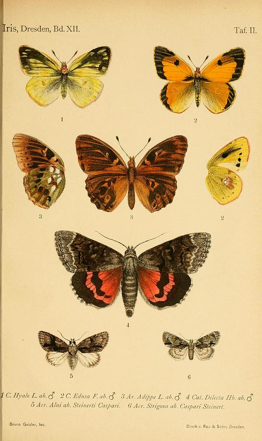 Vintage Butterfly Illustrations #1 Mixed Media by World Art Collective