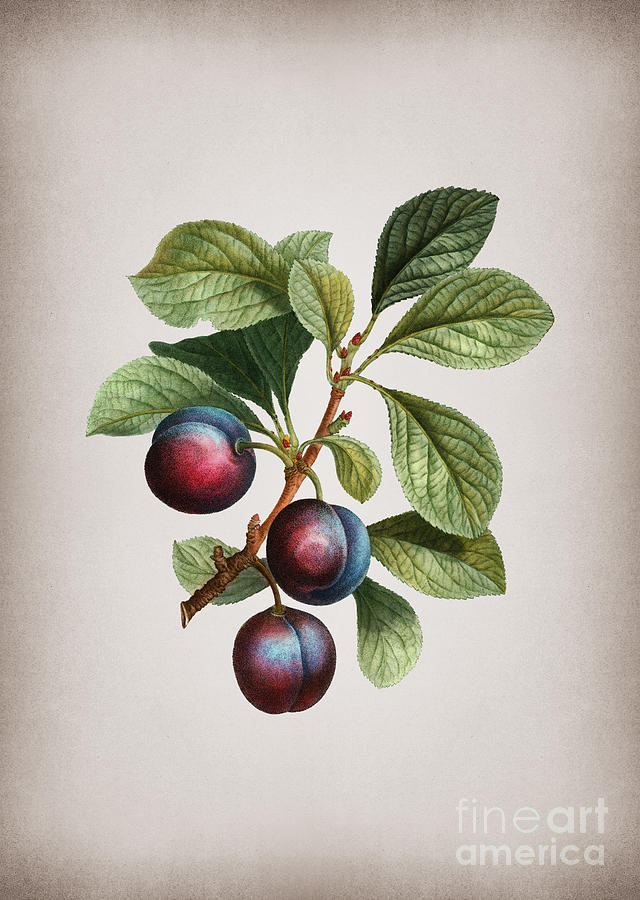 Vintage Cherry Plum Botanical Illustration On Parchment Mixed Media