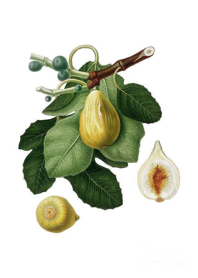 Vintage Common Fig Botanical Illustration On Pure White Painting