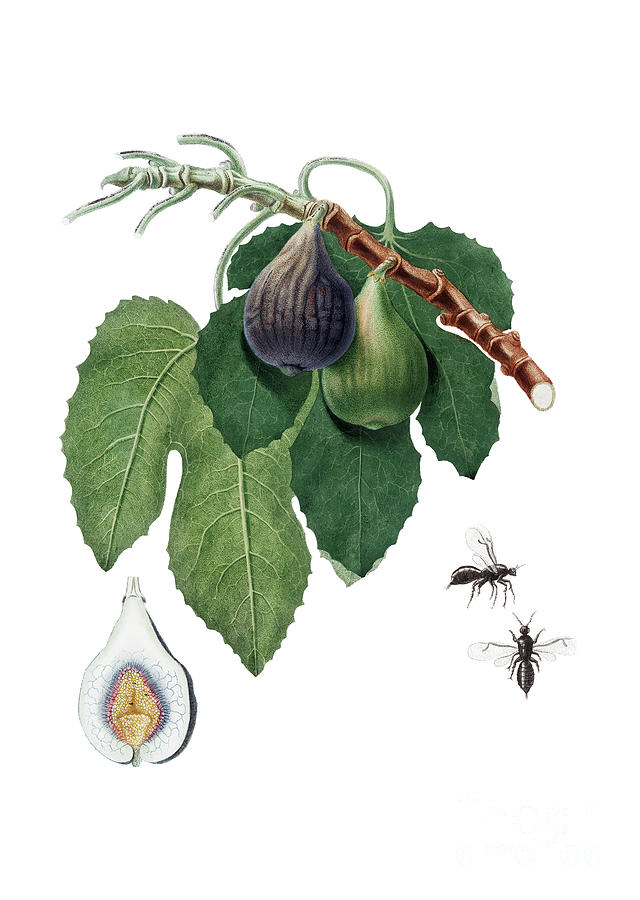 Vintage Fig Botanical Illustration On Pure White Mixed Media By Holy Rock Design Fine Art America