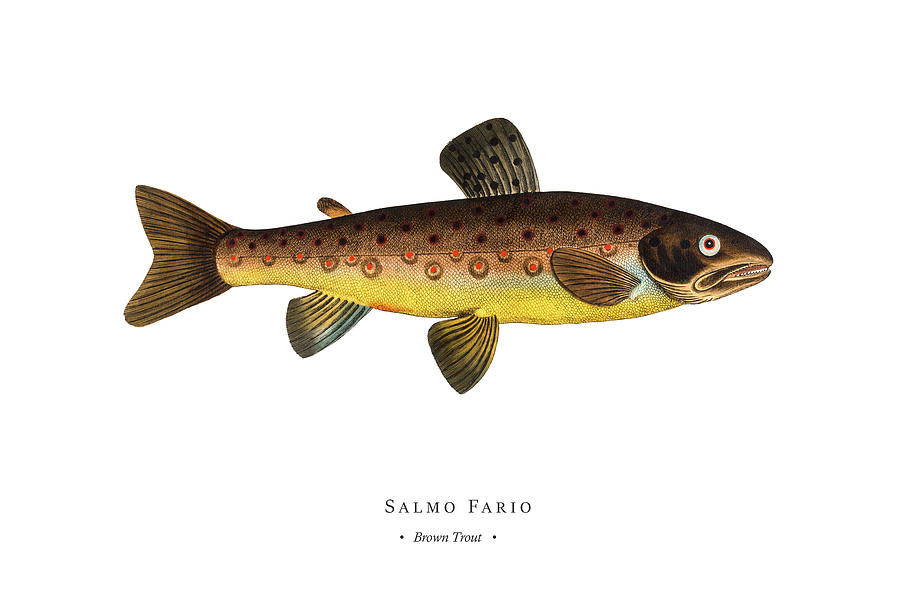 Vintage Digital Art - Vintage Fish Illustration - Brown Trout #1 by Studio Grafiikka