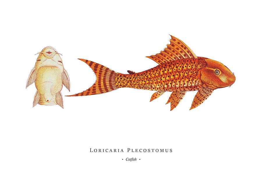 Vintage Digital Art - Vintage Fish Illustration - Catfish #1 by Studio Grafiikka