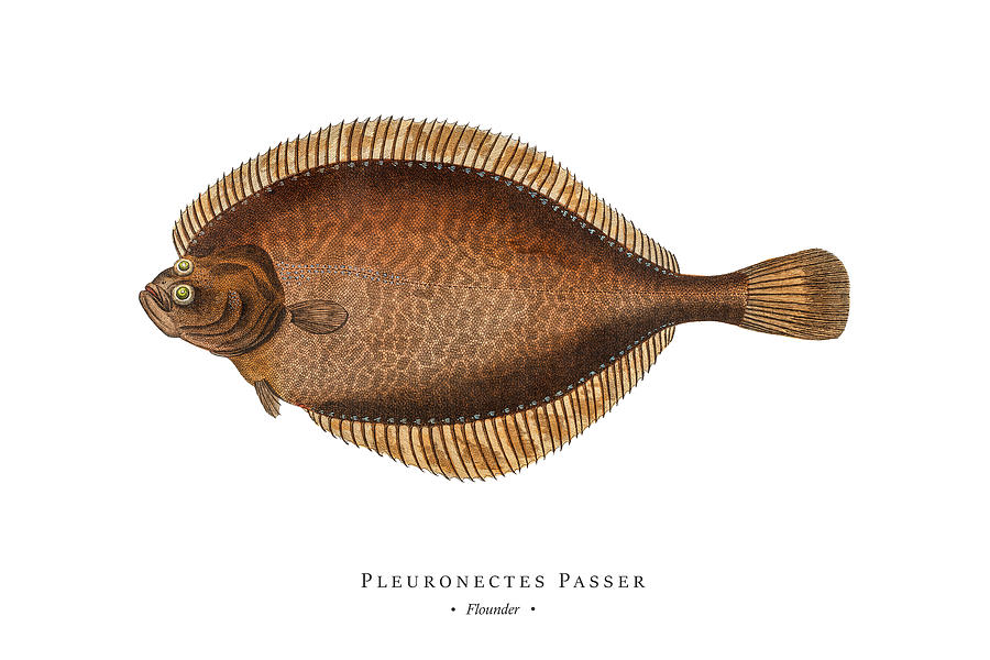 Vintage Fish Illustration - Flounder #2 Digital Art by Marcus E Bloch