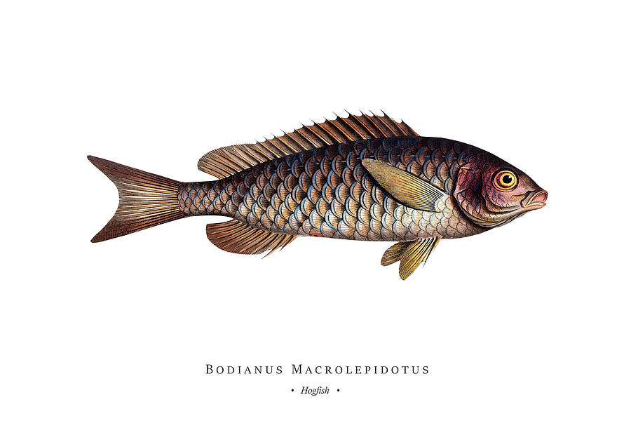Vintage Fish Illustration - Hogfish #1 Digital Art by Studio Grafiikka