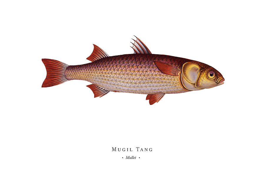 Vintage Digital Art - Vintage Fish Illustration - Mullet #1 by Studio Grafiikka