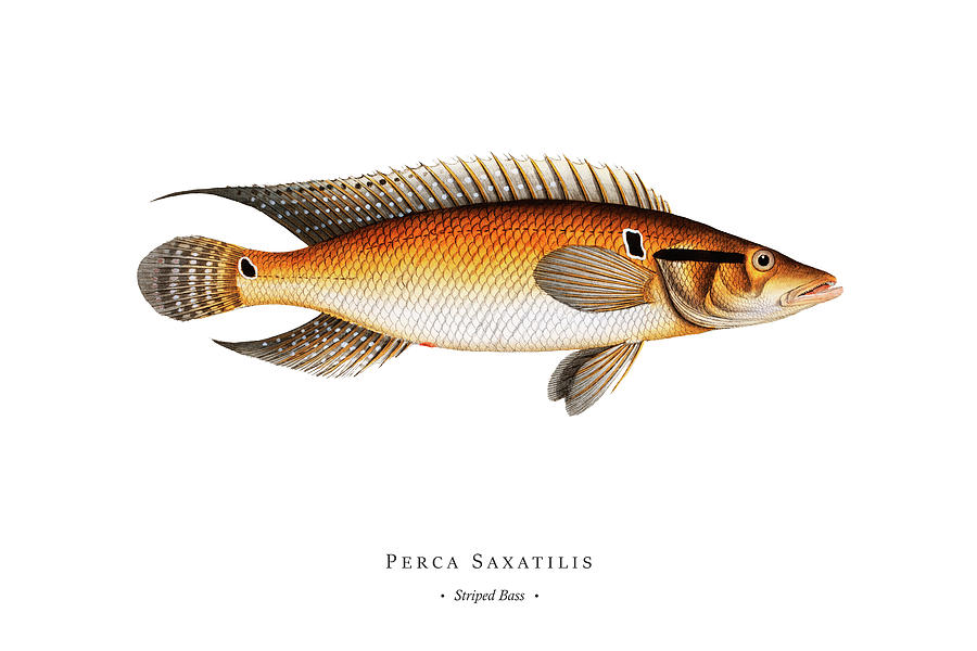 Vintage Digital Art - Vintage Fish Illustration - Striped Bass #1 by Studio Grafiikka