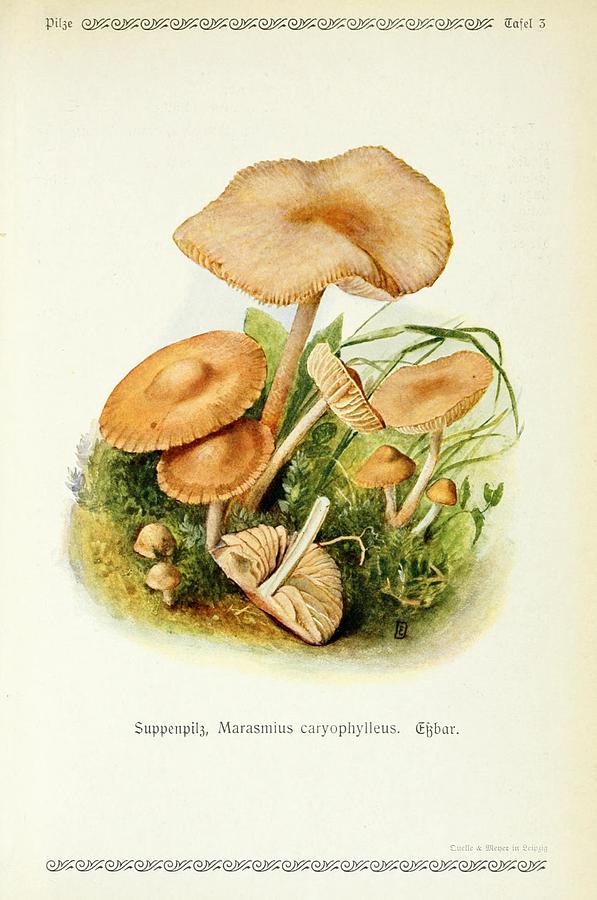 Vintage Fungi Illustrations #1 Mixed Media by World Art Collective