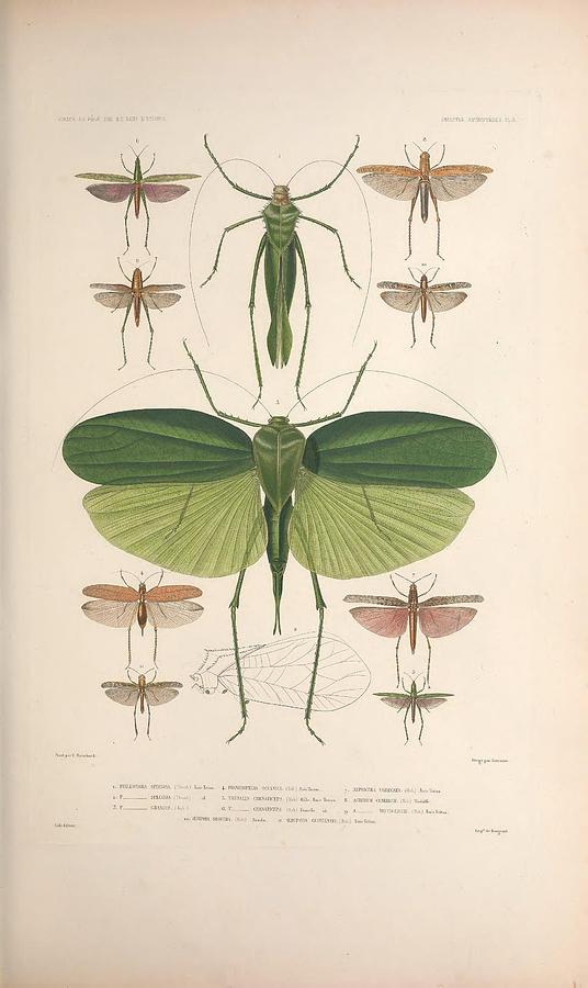 Vintage Insect Illustrations #1 Mixed Media by World Art Collective