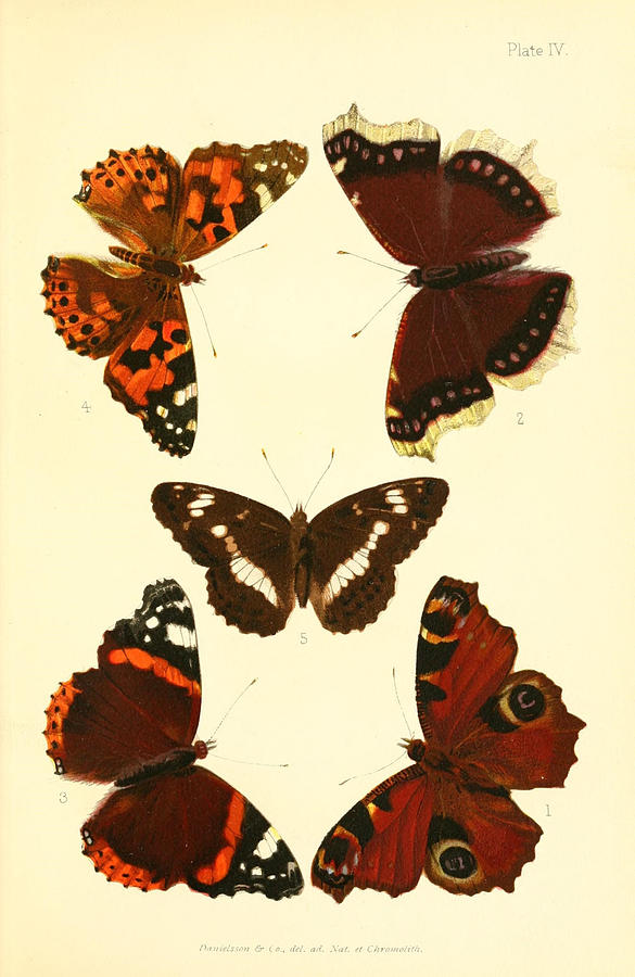 Vintage Moth And Butterfly illustration #1 Mixed Media by World Art Collective