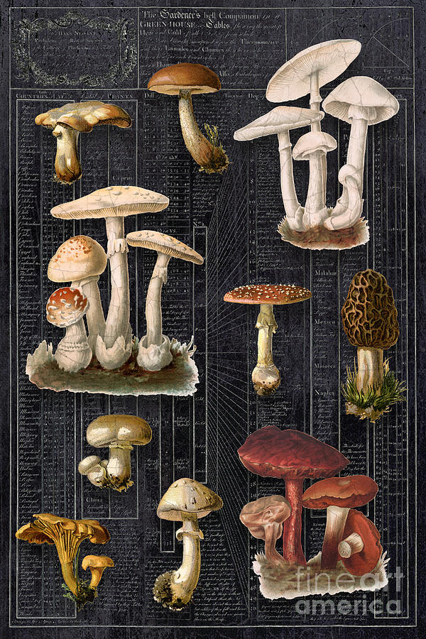 Vintage Mushrooms Botanical Watercolor with Ephemera #1 Painting by Audrey Jeanne Roberts