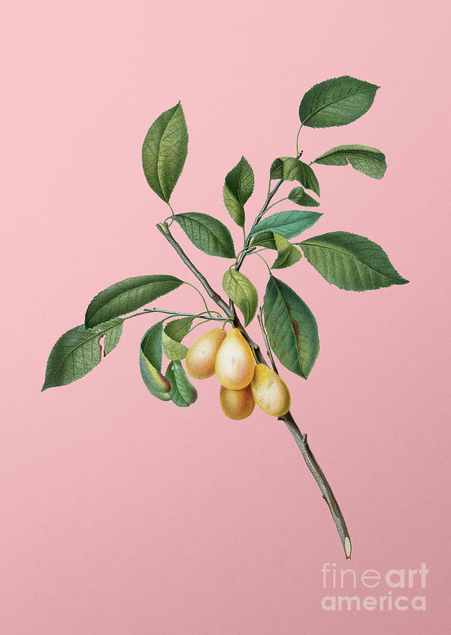 Vintage Plum Botanical Illustration on Pink  Mixed Media by Holy Rock Design