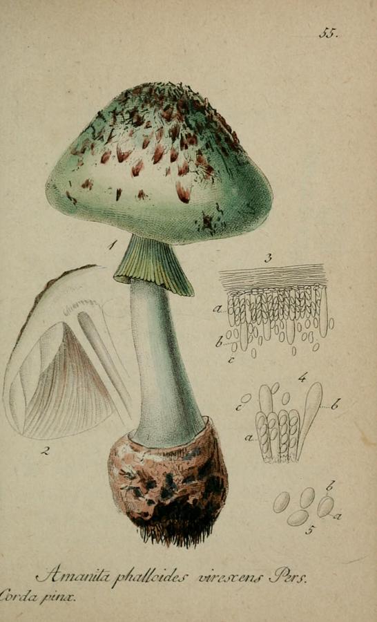 Vintage, Poisonous and Fly Mushroom Illustrations #1 Mixed Media by World Art Collective