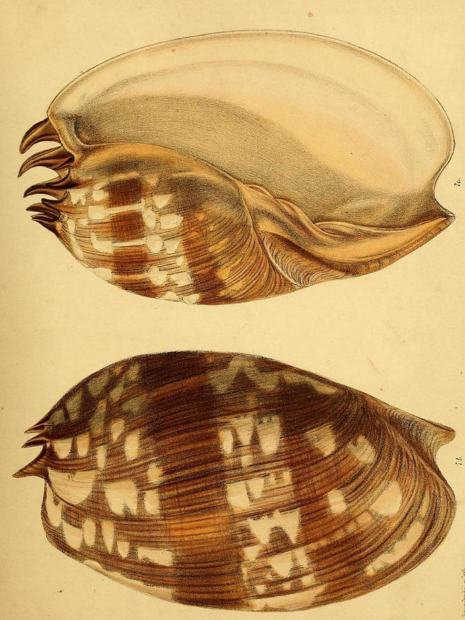 Vintage Shell Illustrations #1 Mixed Media by World Art Collective
