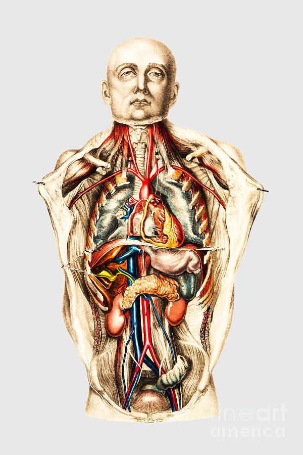 Vintage Victorian Internal Organs Medicine Human Anatomy 1860s Painting ...