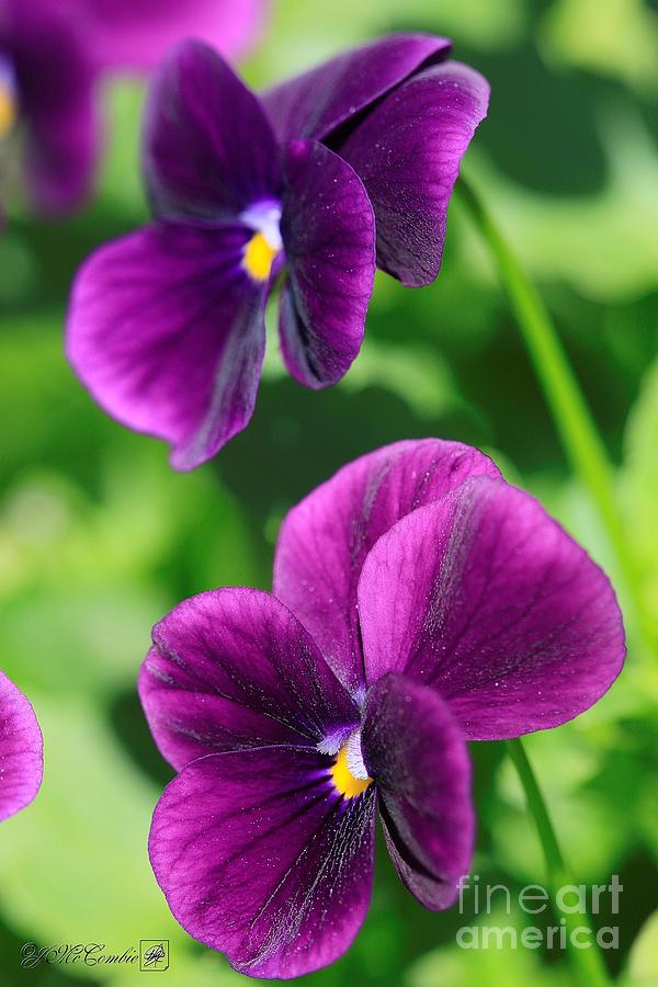 Viola named Sorbet XP Purple Photograph by J McCombie - Fine Art America