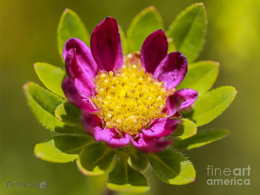 Violet Aster from the Daylight Mix #4 Photograph by J McCombie